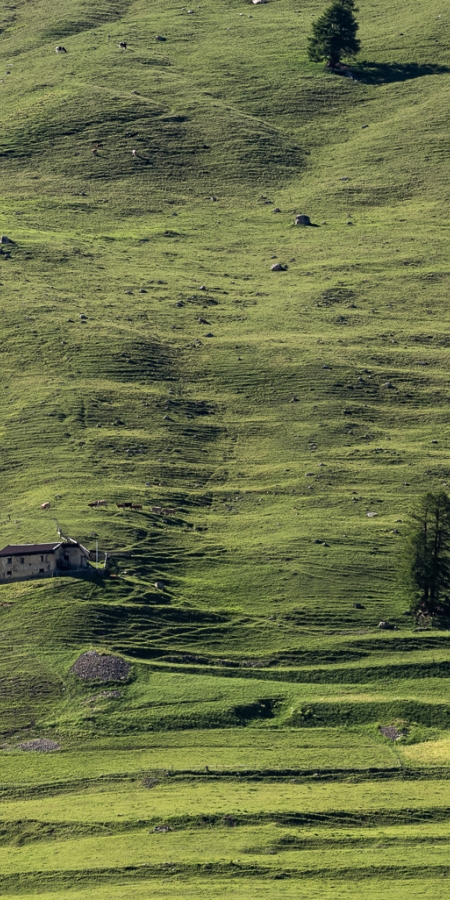 Wiese (© Marke graubünden, gaudenzdanuser.com) Wiese