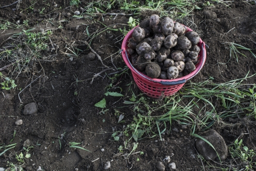 Brutal Lokal (© graubündenVIVA, gaudenzdanuser.com) Brutal Lokal Produkte aus Graubünden