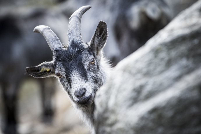 Ziege (© Marke graubünden, gaudenzdanuser.com) gibt der Vielfalt ein Gesicht